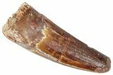 Real Fossil Spinosaurus Tooth - Beautiful Preservation #346315-1